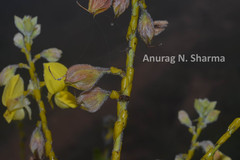 Crotalaria pulchra